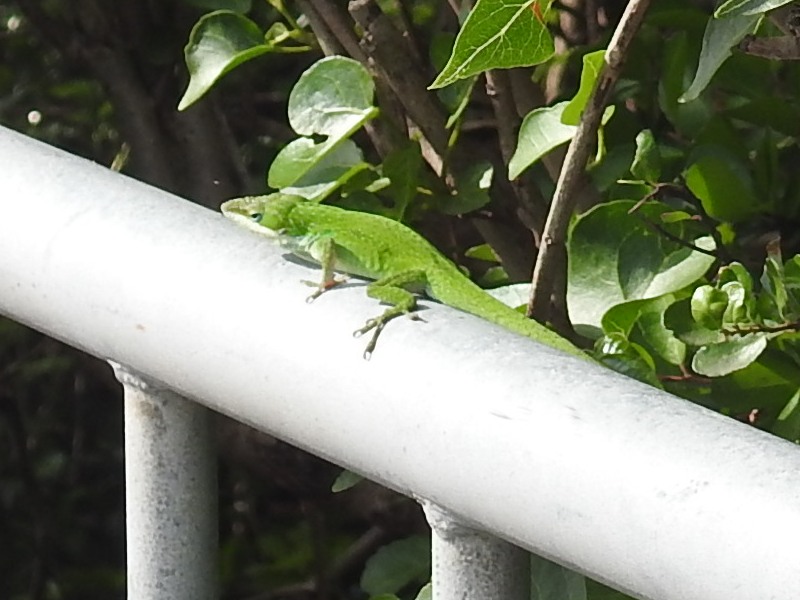 ���꡼�󥢥Ρ���