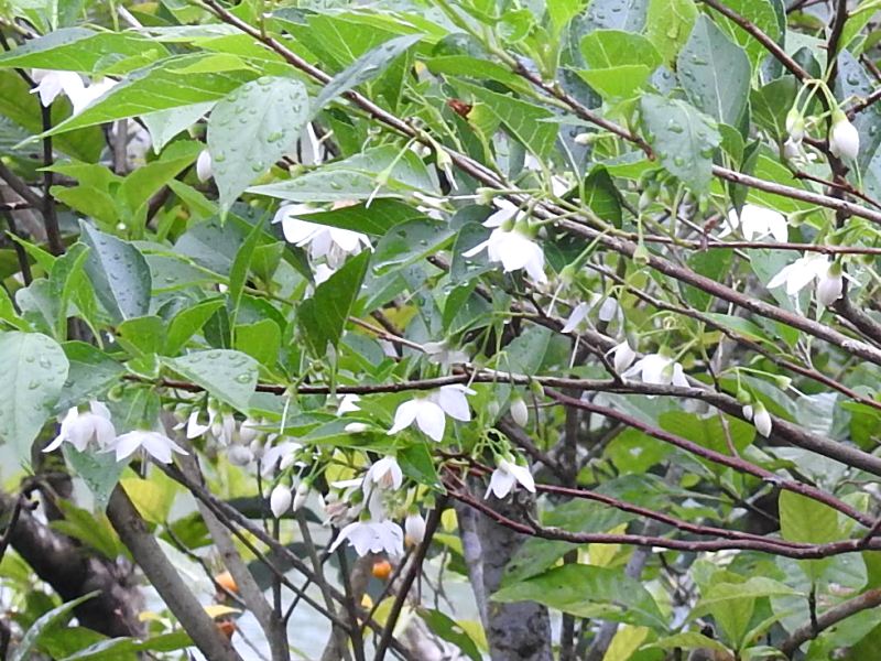 �����Υ�