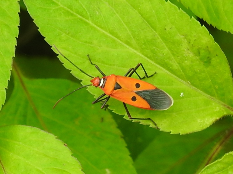 �����ۥ�����ॷ