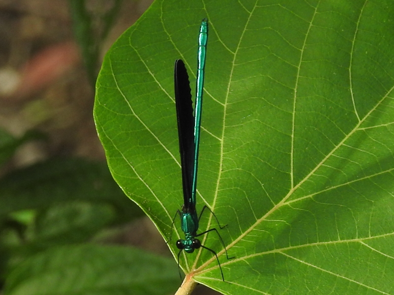 ��奦���奦�ϥ����ȥ��