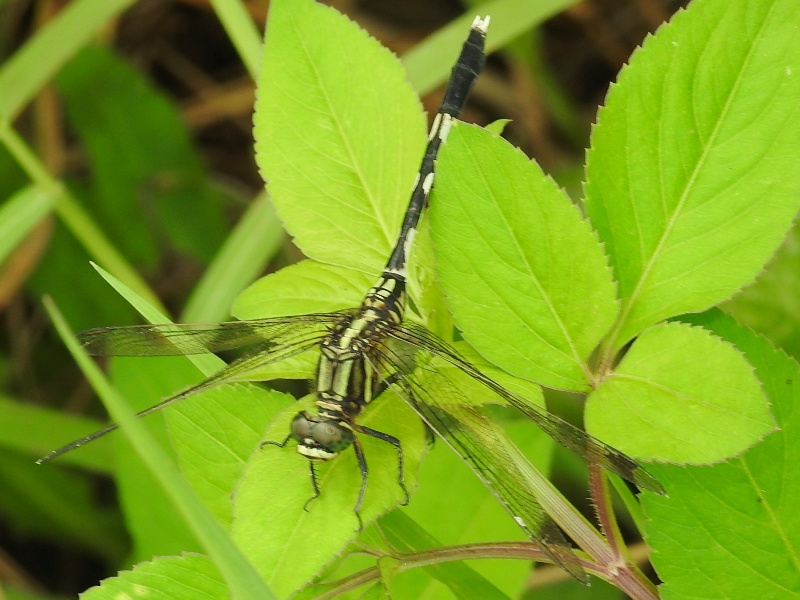 �ϥ�ܥ��ȥ��