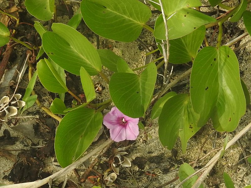 ����Х��ҥ륬��