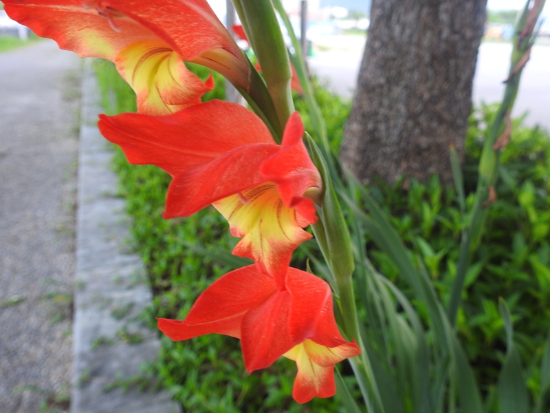 ���饸���饹