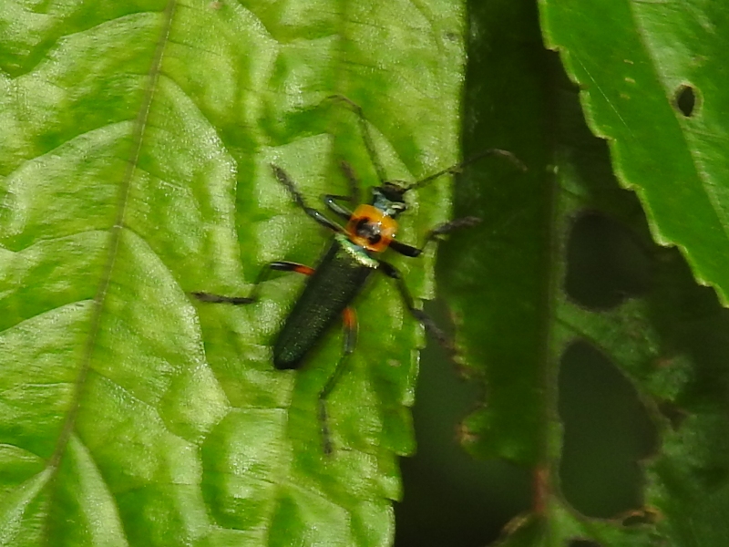 ���ޥߥ������祦����