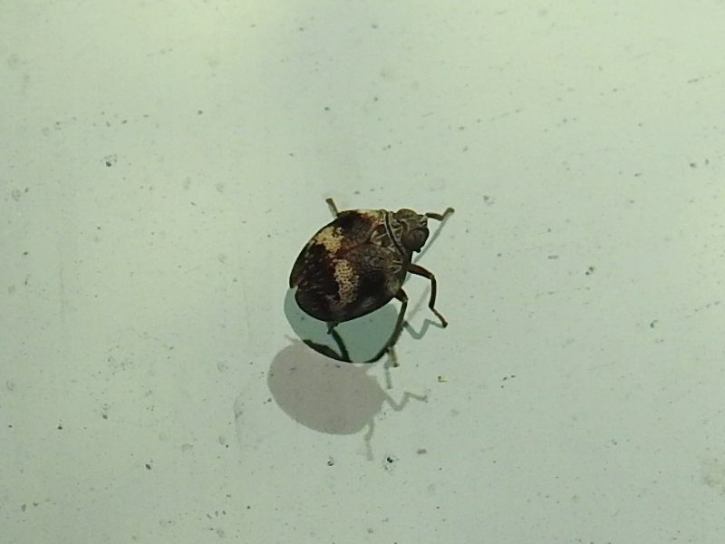 ����ޥ���