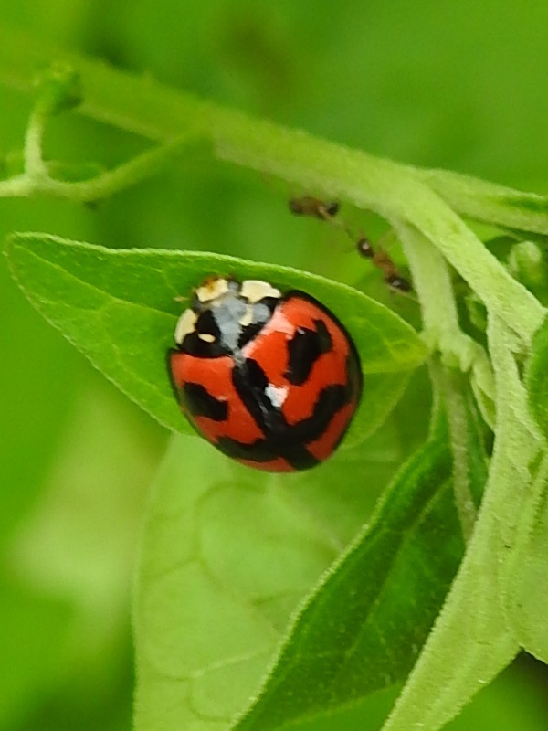 �������ƥ�ȥ�