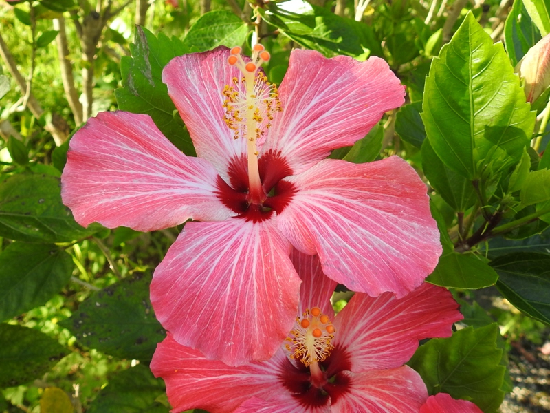 �ϥ��ӥ�����