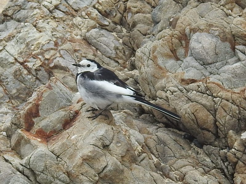 �ۥ������ϥ������쥤