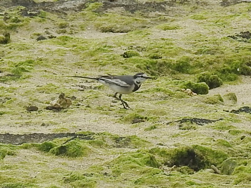 �ϥ������쥤