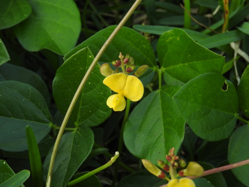 �ϥޥ�����