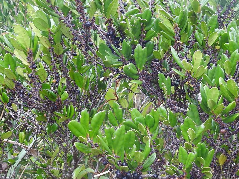 �ϥޥҥ���������