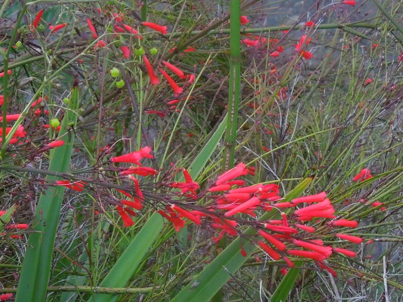 �ϥʥ��祦��