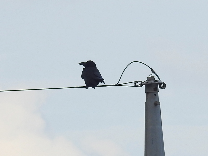 ��奦���奦�ϥ��֥ȥ��饹