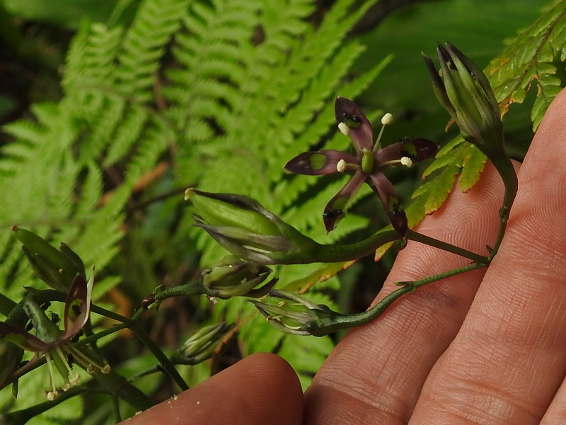 ��奦���奦�����ܥΥ���