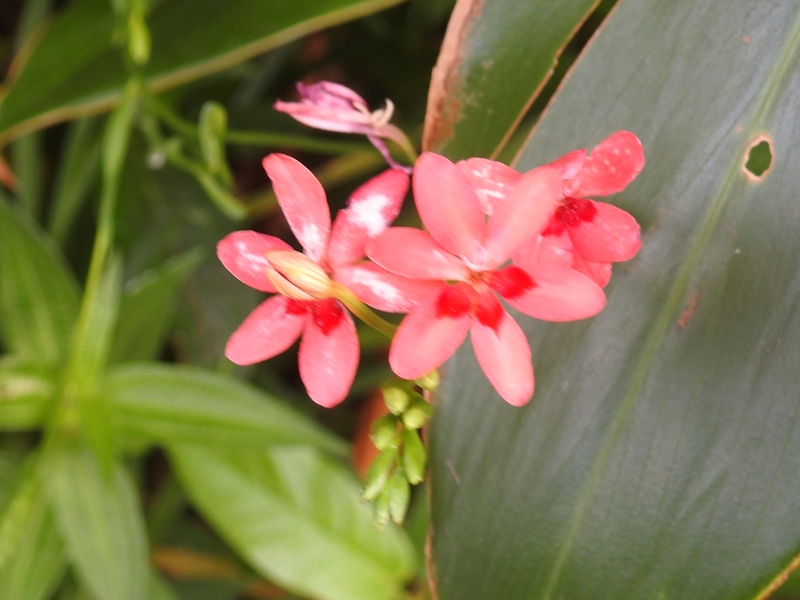 �ҥ�ҥ�����