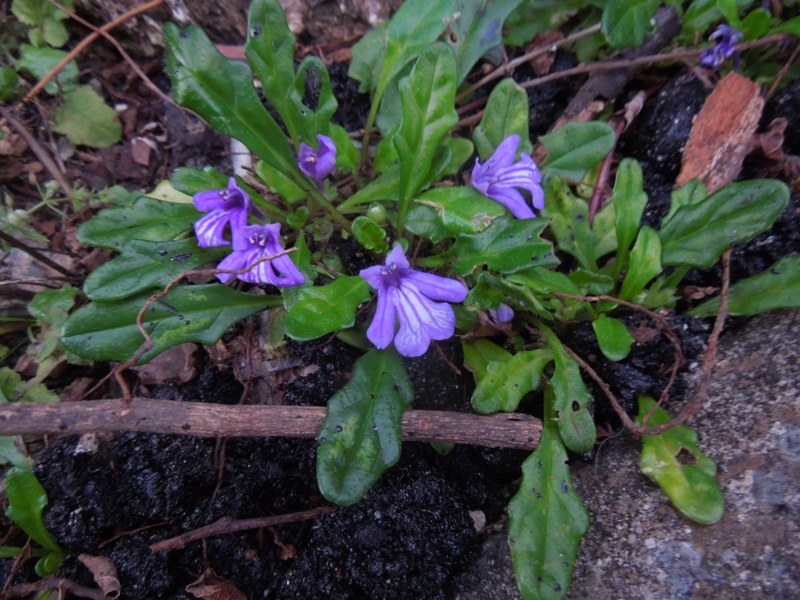 �ҥᥭ��󥽥�