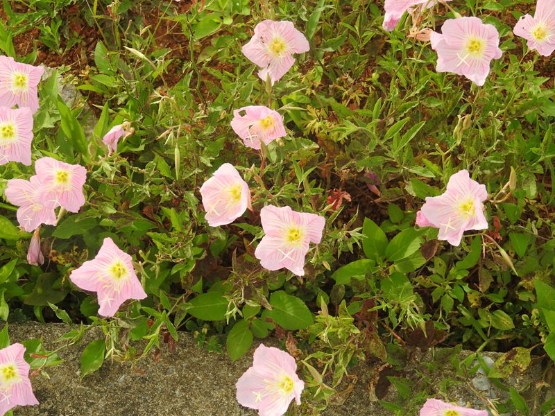 �ҥ륶���ĥ��ߥ���