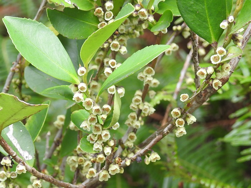 �ҥ�����