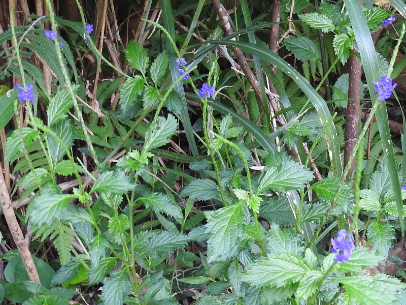 �ۥʥ�����