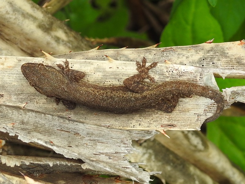 �ۥ���������