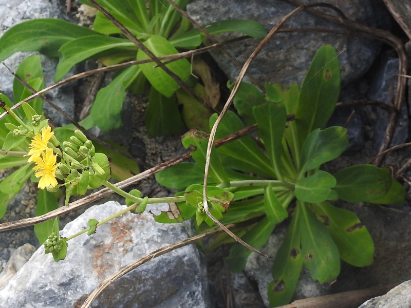 �ۥ��Х����