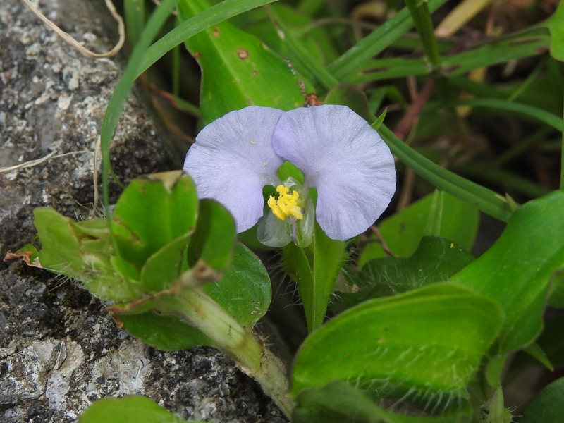 �ۥ��饤�ĥ楯��