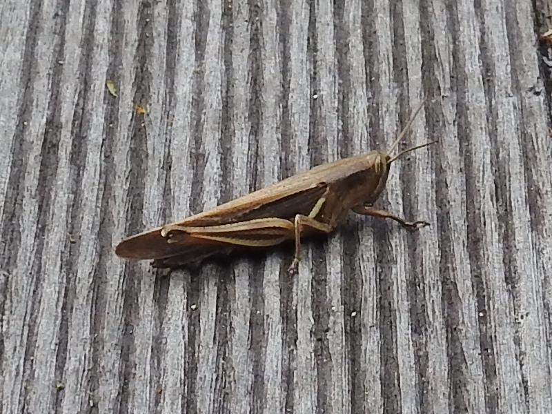 ���������ۥ��Хå�