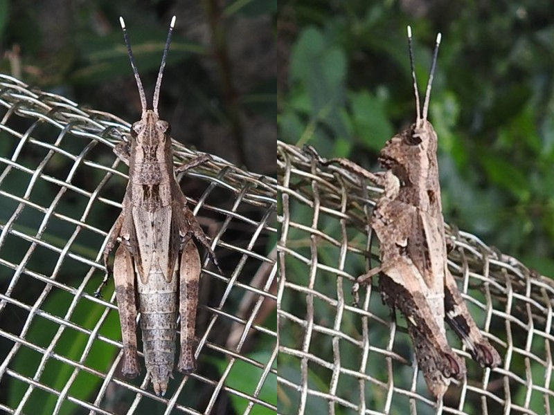 �����ʥ���Хå�