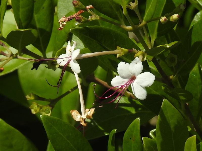 ���ܥ�������