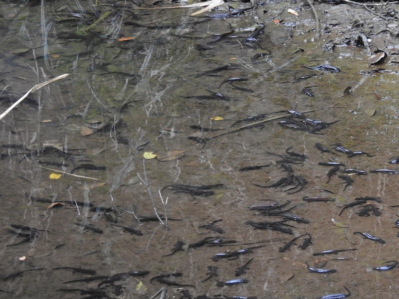 ���ޥߥ��ꥱ�󥤥��