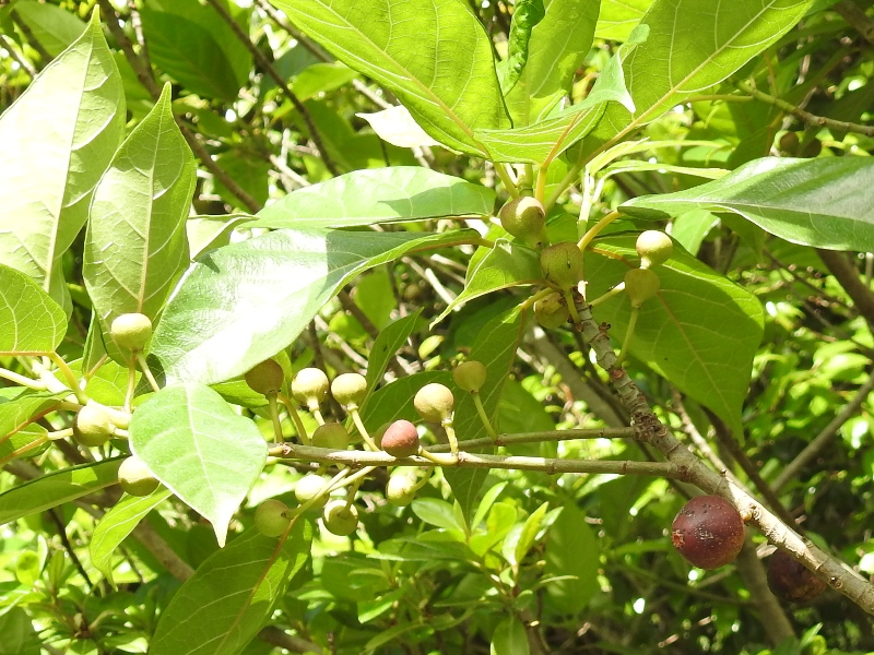 ���̥ӥ��