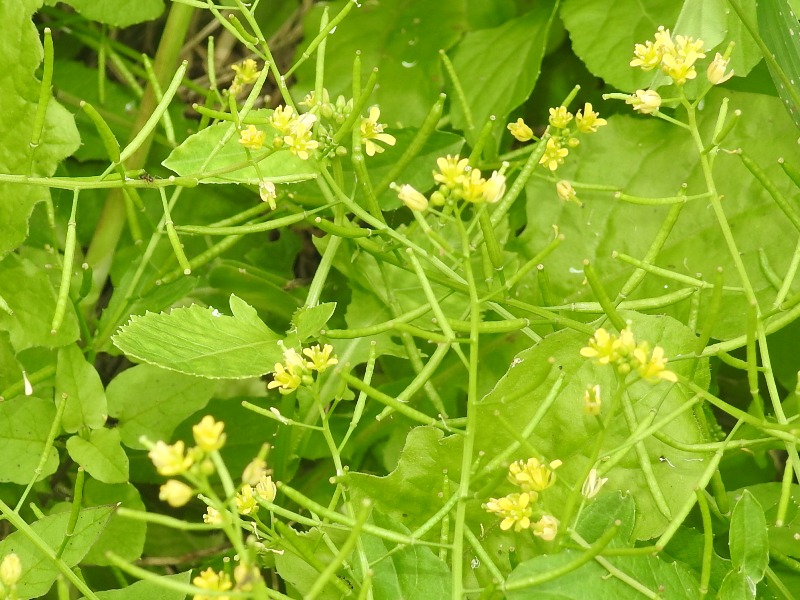 ���̥��饷