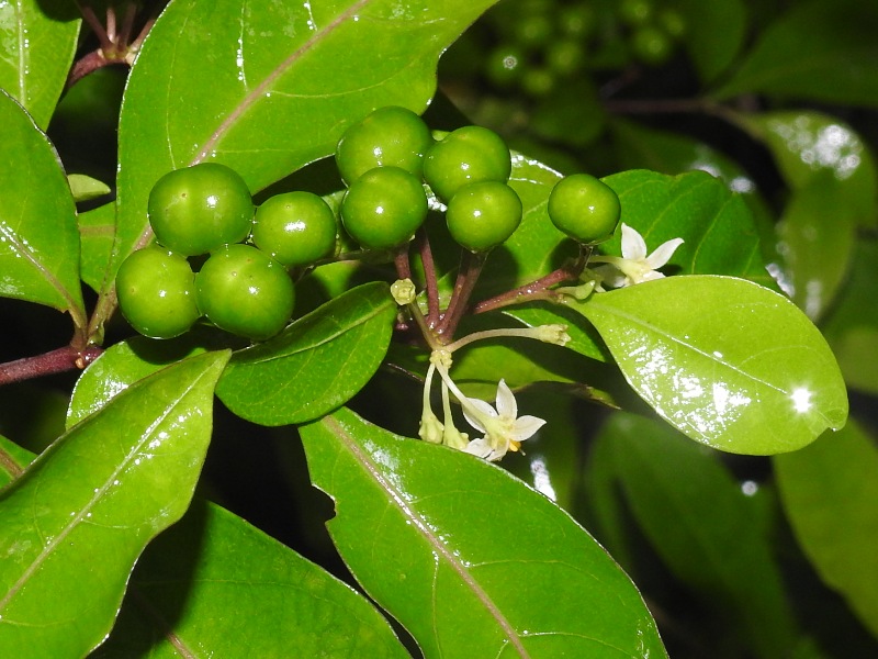 ���������̥ۥ�����