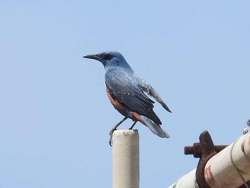 �����ҥ�ɥ�