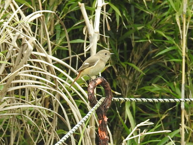 ���祦�ӥ���