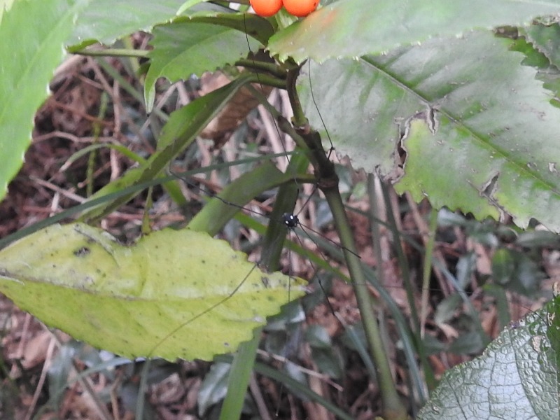 ����ܥ����ȥ��ॷ