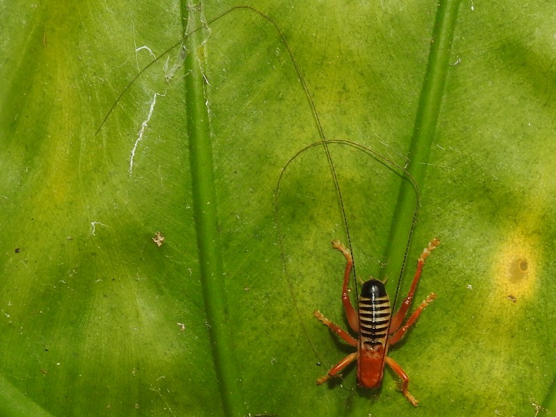 ���Хͥ�������