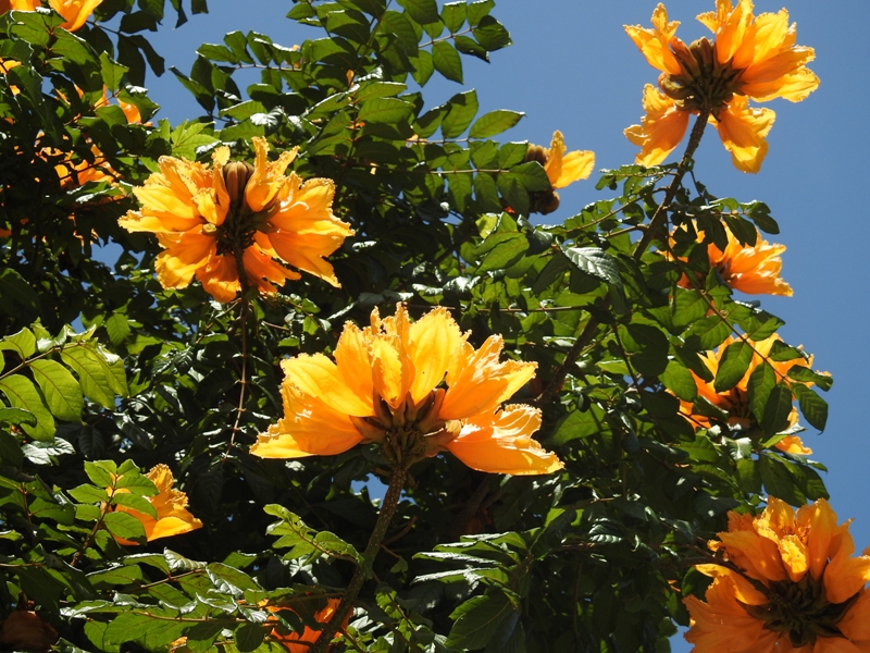 ������ܥ�