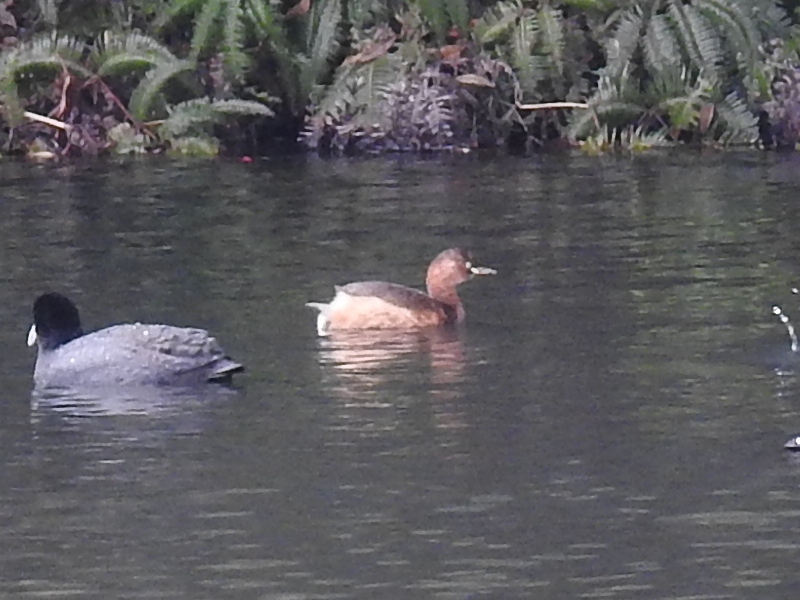 �����ĥ֥�