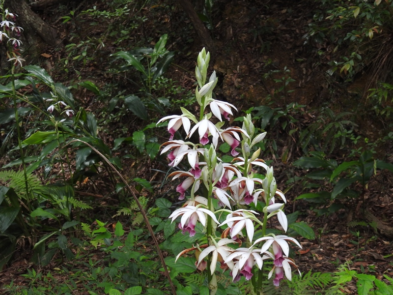 �������祦���