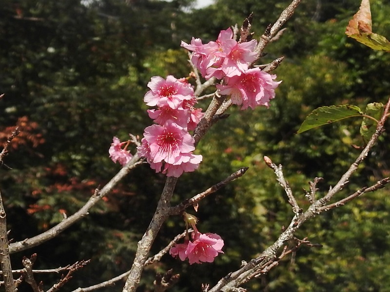 ����ҥ�����