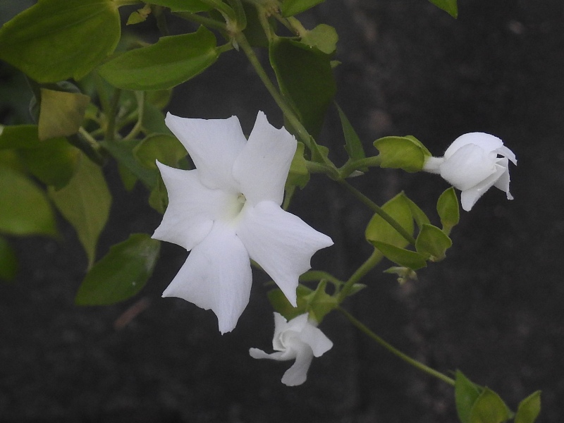 �����ꥫ����