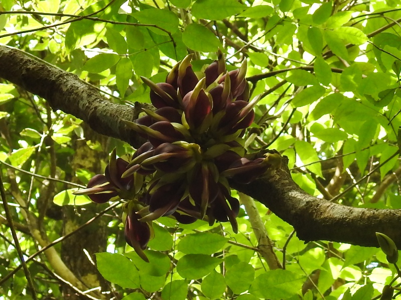 �����祦�����ޥ�