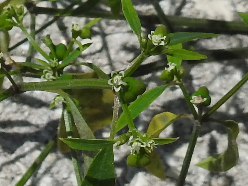 �����Хȥ�����