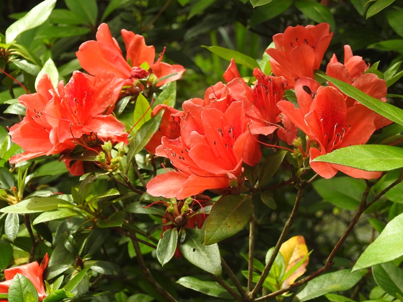 ����ޥĥĥ�