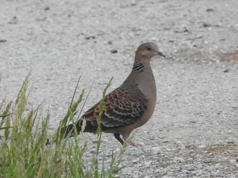 ��奦���奦�����Х�