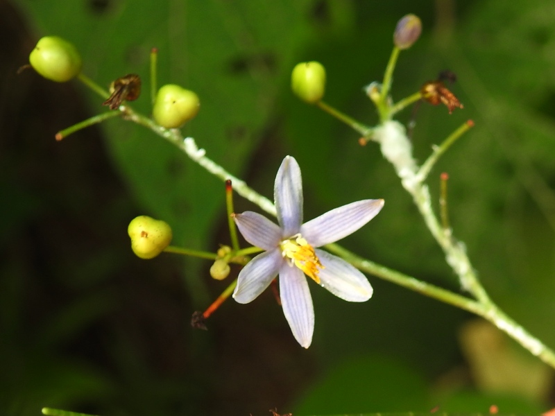 �����祦���