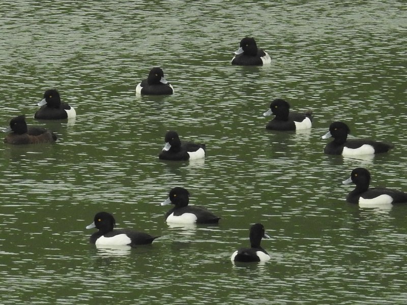 ���󥯥��ϥ���