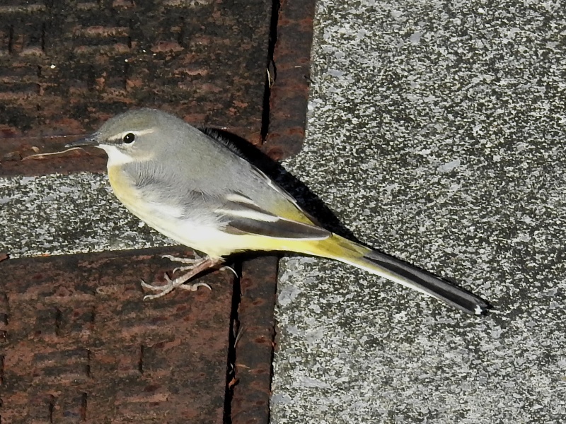 �������쥤