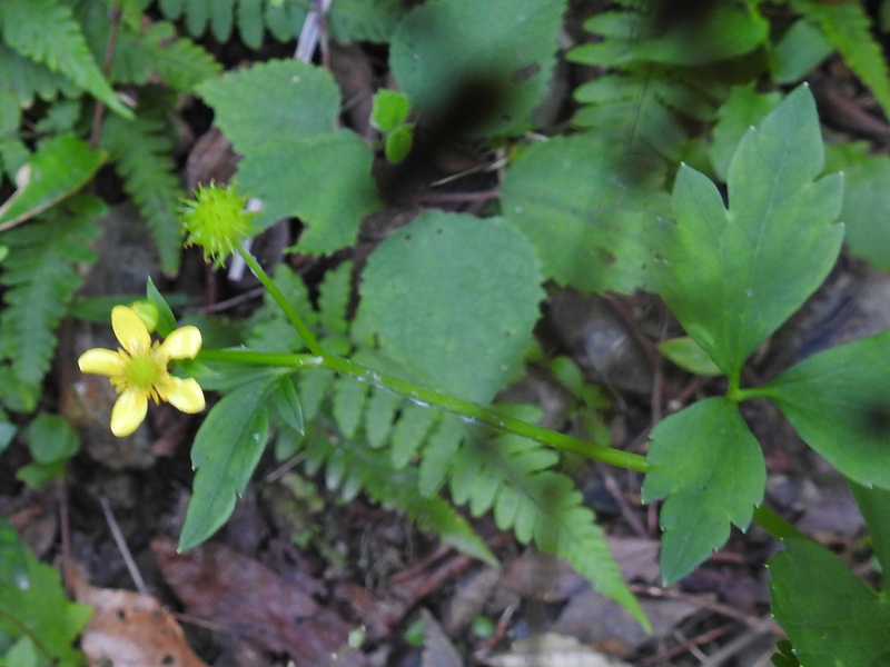 ���ޥ��ĥͥΥܥ���